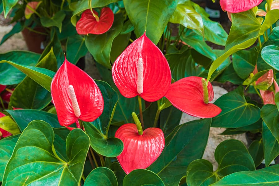 Anthurium en Pontevedra