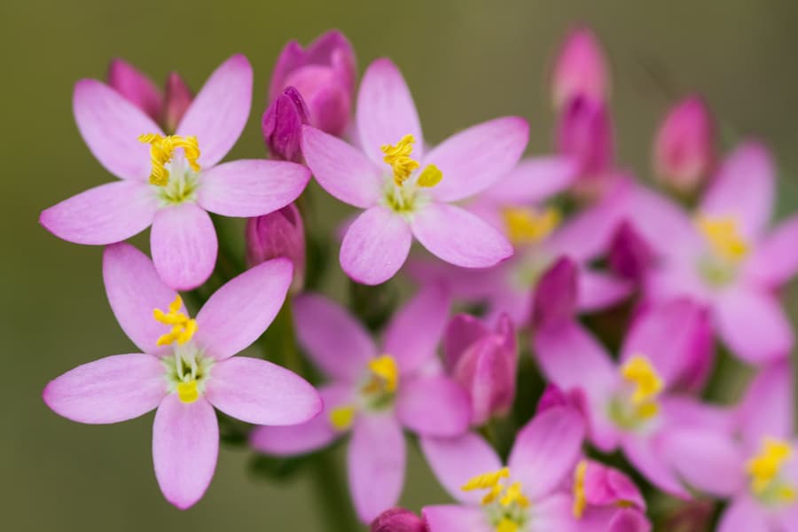 Centaurium en Pontevedra